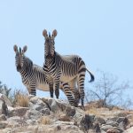 A pair of Hartmann's Mountain Zebras on our photo tour of Namibia
