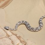 Horned Adder on our photography tour of Namibia