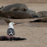 A Kelp Gull feasts on the carcass of a dead Cape Fur Seal pup in Cape Cross, Namibia