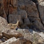 Portrait of a Klipspringer in the hills between Windhoek and Sesriem