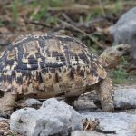 A leopard tortoise in Namibia grazes on fresh grass in Etosha