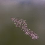 Aerial view of Lesser Flamingos near Walvis Bay in Namibia