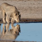 Portrait of a drinking lion in Etosha