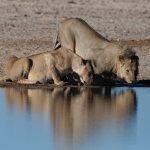 Go on safari in Etosha with a photography tour in Namibia