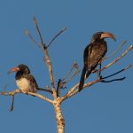 A pair of Monteiro's Hornbills in Damaraland