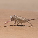 A Namaqua Chameleon enjoying its breakfast of a mealie worm