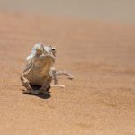 A Namaqua chameleon shedding its skin in Namibia