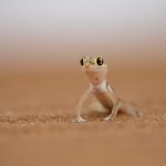 Portrait of a Namib Web-footed Gecko on our photography tour to Namibia