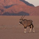 A lone Oryx walks near the base of Elim Dune in Sossusvlei at sunset
