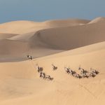 In a rare sighting a herd of Oryx crests the dunes of Sandwich Harbour
