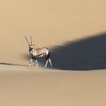 Wildlife photography tours of Namibia often have Oryx as their highlight