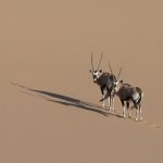 A pair of Oryx on the dunes of Sandwich Harbour
