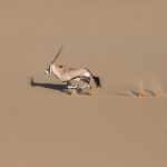 A solitary Oryx races across the dunes of Sandwich Harbour