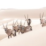 Oryx are a highlight of any photo tour in Namibia