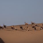 A herd of Oryx cross the dunes of Sandwich Harbour in Namibia
