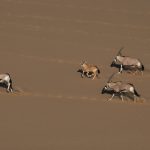 Racing herd of Oryx adults and baby at Sandwich Harbour