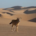 A lone baby Oryx walks the dunes in its incredible Sandwich Harbour home