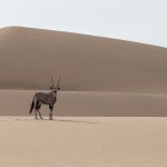 Beautiful Oryx are a highlight of our photography tour in Namibia