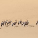 A herd of Oryx in the beautiful dunes of Sandwich Harbour