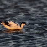 A Pied Avocet takes a drink on our Namibia photography tour