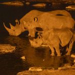 Black rhinos meet at Mabula waterhole to drink on our Namibia photography tour