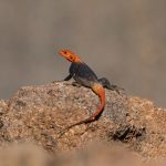 Breeding season for Rock Agamas means the males show off their super bright colours