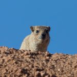 A shy Rock Hyrax stares at us from above in Mowani Mountain Lodge, Damaraland