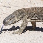 Portrait of a Rock Monitor in Etosha
