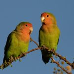 A pair of Rosy-faced Lovebirds on our photography tour in Namibia