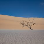 A solitary tree on the beach at Sandwich Harbour in Namibia