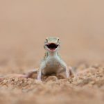 Smiling shovel-snouted lizard on our Namibia photography tour