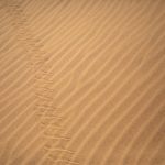 Sidewinder snake tracks on the dunes of Dorrob in Namibia
