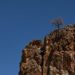 A solitary tree on the hills between Windhoek and Sesriem