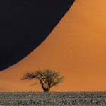 Solitary trees adorn the base of many of Sossusvlei's iconic red dunes