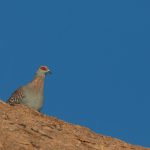 Portrait of a Speckled Pigeon on our photography tour in Namibia