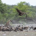 A hyena chases a vulture off its dinner in Etosha