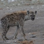A Spotted Hyena walks off from its friends at a giraffe carcass in Etosha