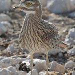 Portrait of a Spotted Thick-knee on eggs in Etosha
