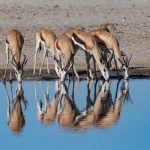 Springbok reflections on a photo tour in Namibia