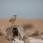 Learn how to perfect your bird photography on our Wild Images Photo Tour in Namibia