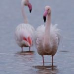 Greater Flamingos in the dawn light of Walvis Bay