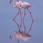 Reflections of Greater Flamingoes in the early morning light of Walvis Bay on the Wild Images Photo Tour of Namibia