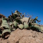The oldest plant on earth, the Welwitschia
