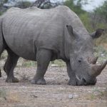 Rhinos are the ultimate African safari animal to photograph