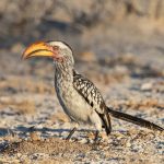 Portrait of a Yellow-billed Hornbill in Etosha