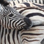 Portrait of a Burchell's Zebra on the Wild Images photo tour of Namibia
