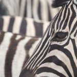 Capture eye detail in zebra on the Wild Images Photo tour of Namibia