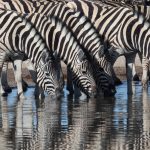 A dazzle of Burchell's Zebras drink from M'Bari waterhole in Etosha (image by Inger Vandyke)