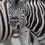 Portrait of a Burchell's Zebra on the Wild Images Photo Tour to Namibia