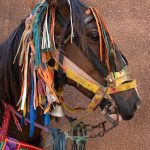Detail of a decorated Batonu horse on our photography tour in Benin